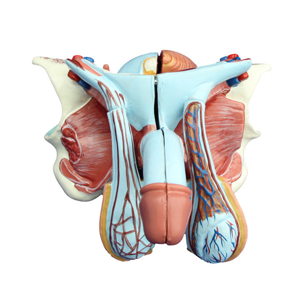 LTM326D Female Pelvis Model