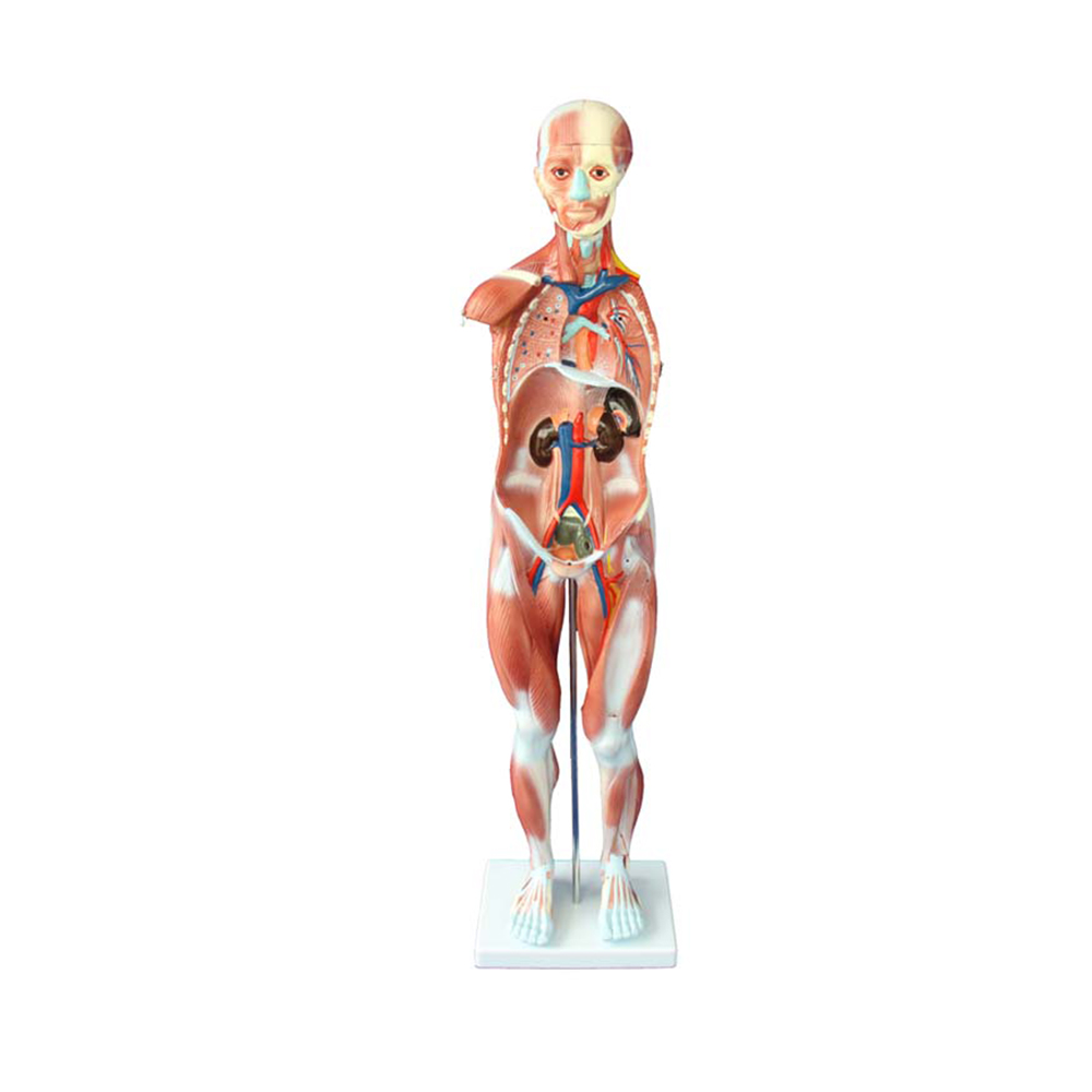 LTM329  80CM HUMAN MUSCLE MODEL MALE (27 PARTS)