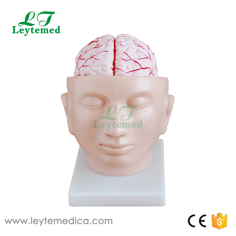 LTM318A Brain with Arteries on Head