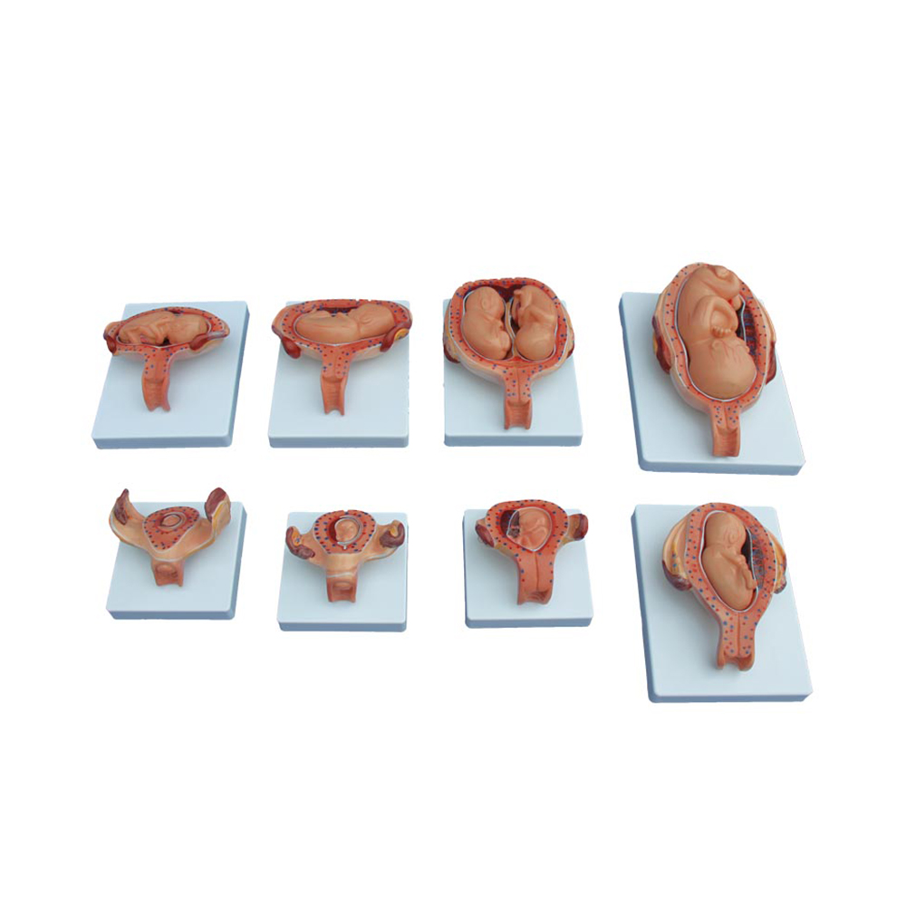 LTM412B The Development Process for Fetus (Half-Size)