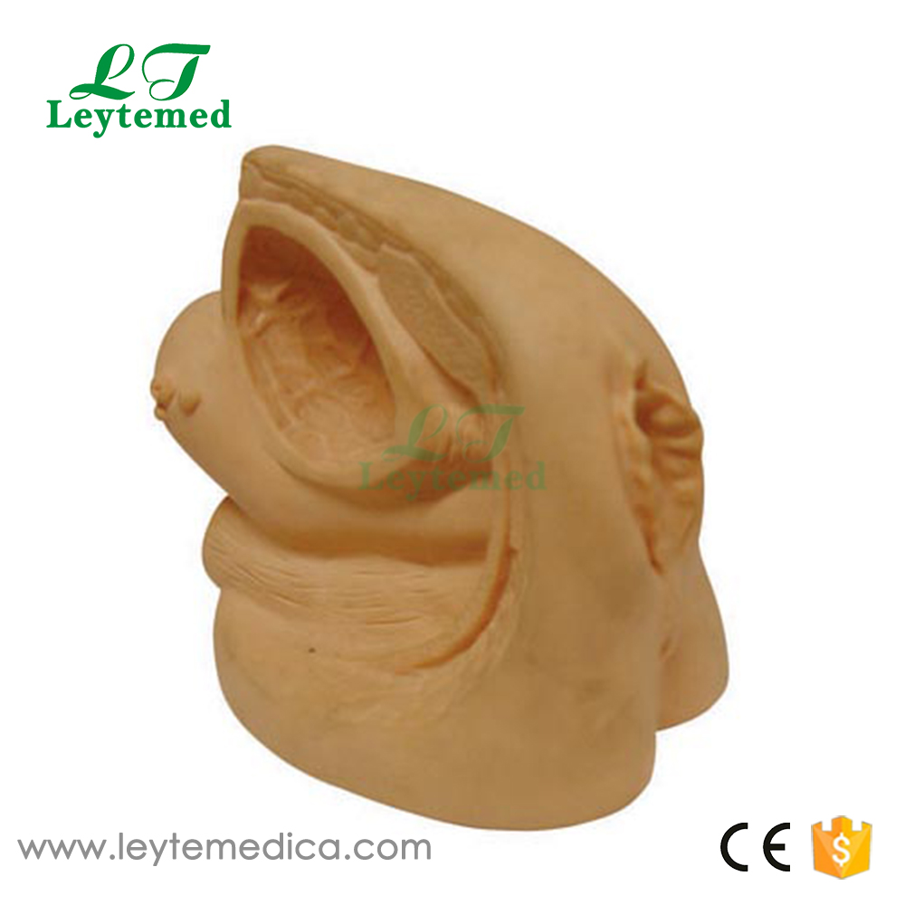 LTM327D Advanced Female Internal & External Genital Organs