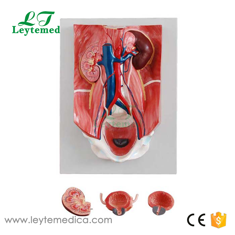 LTM328 Urinary System Model