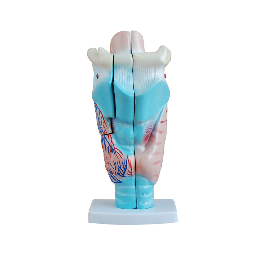 LTM301 Magnified Human Larynx Model