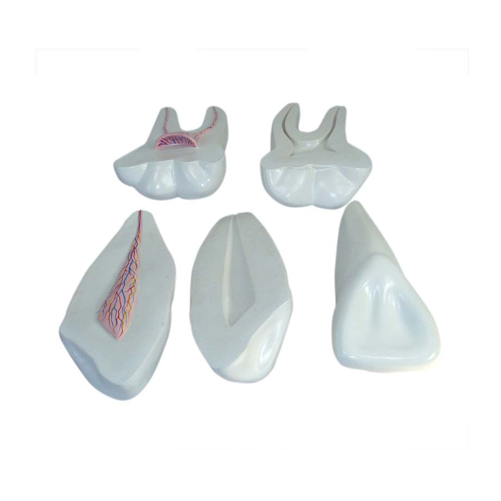 LTM305  Expansion Model of Human Teeth