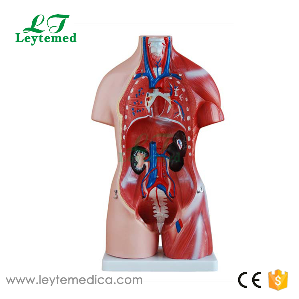 LTM205  45CM Unisex Torso 23 Parts