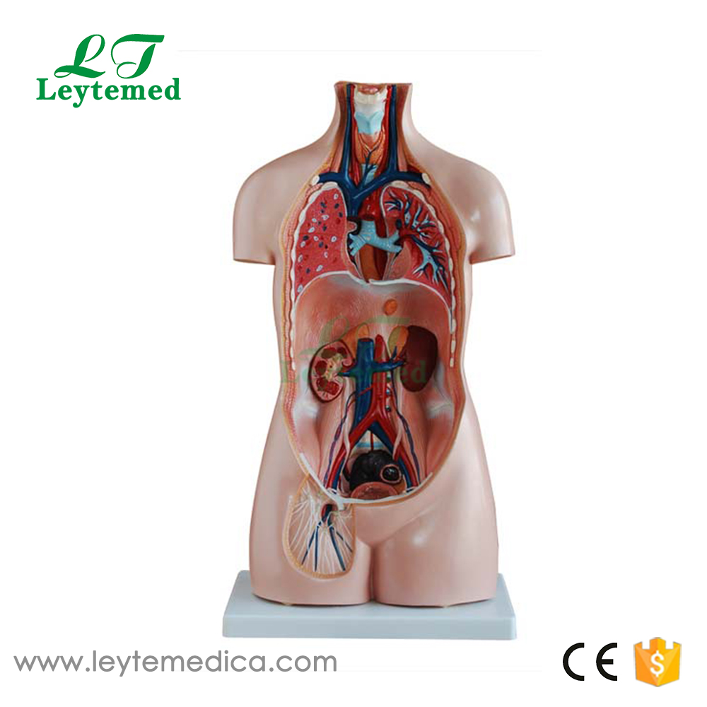 LTM206  85CM Sexless Torso 20 Parts