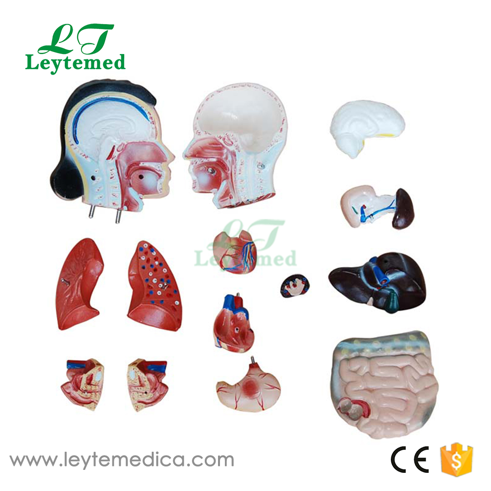 LTM202B  2CM Female Torso 15 Parts