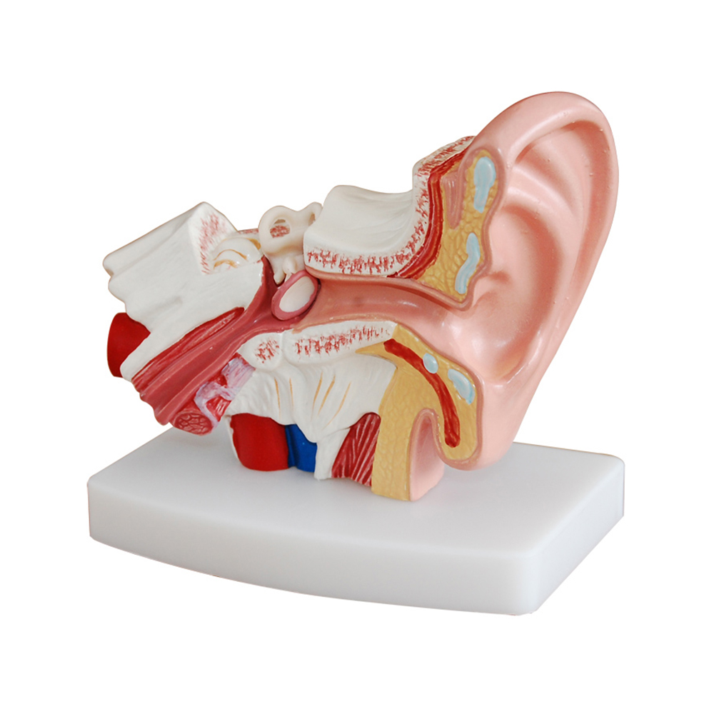 LTM303D Desktop Ear Model