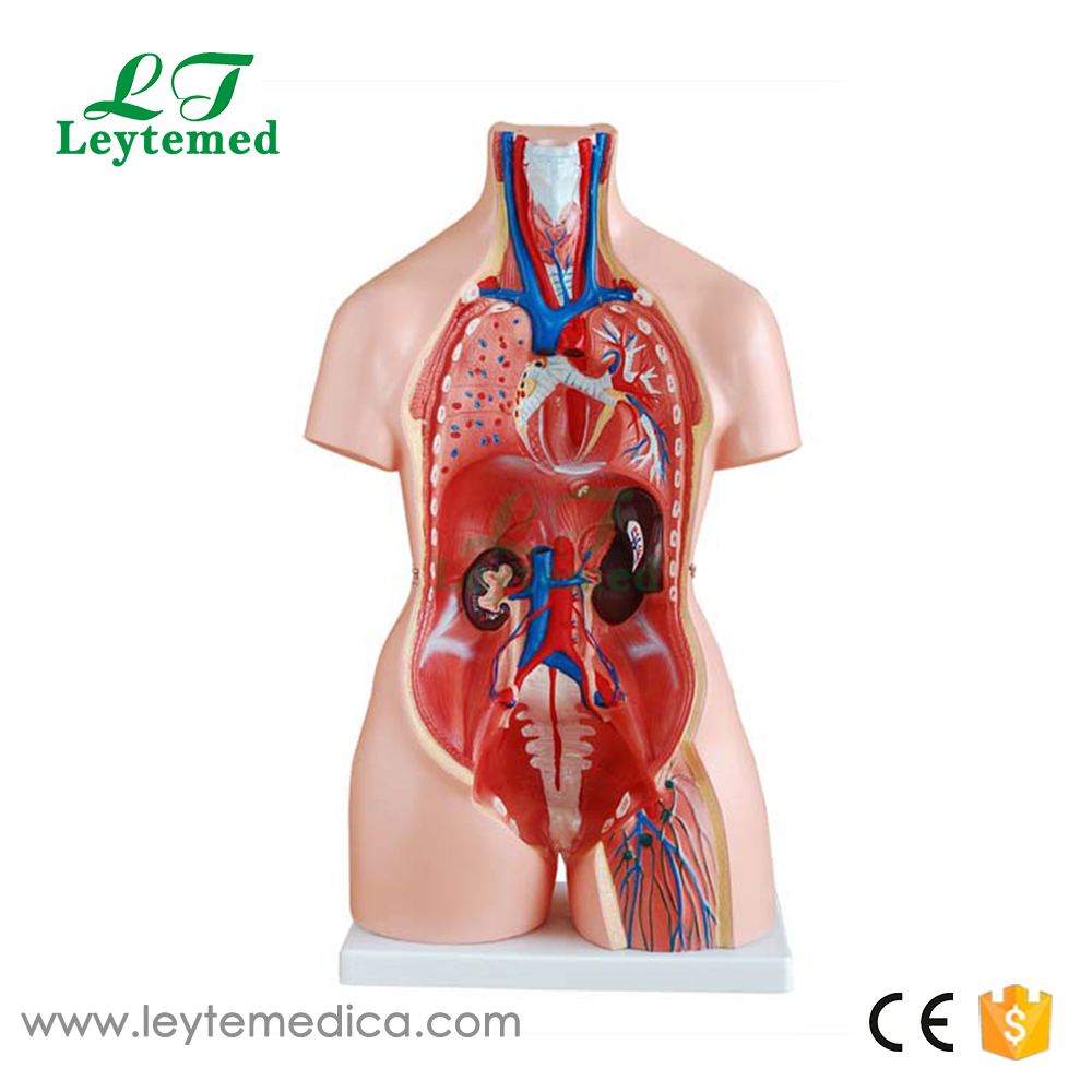 LTM204 85CM Unisex Torso 23 Parts