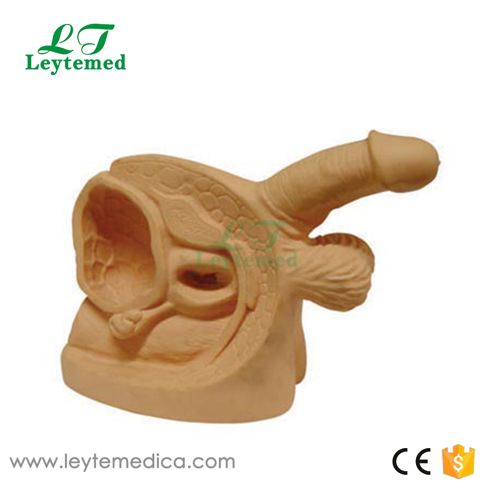 LTM326C  Advanced Male Internal & External Genital Organs