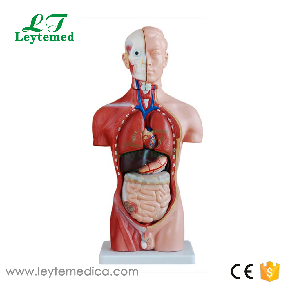 LTM202A  42CM Male Torso 13 Parts