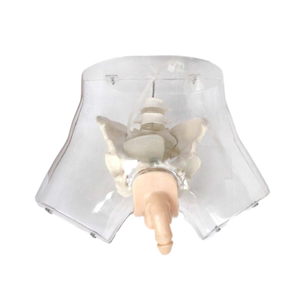 LTM408D Transparent Male Urethral Catheterization Simulator