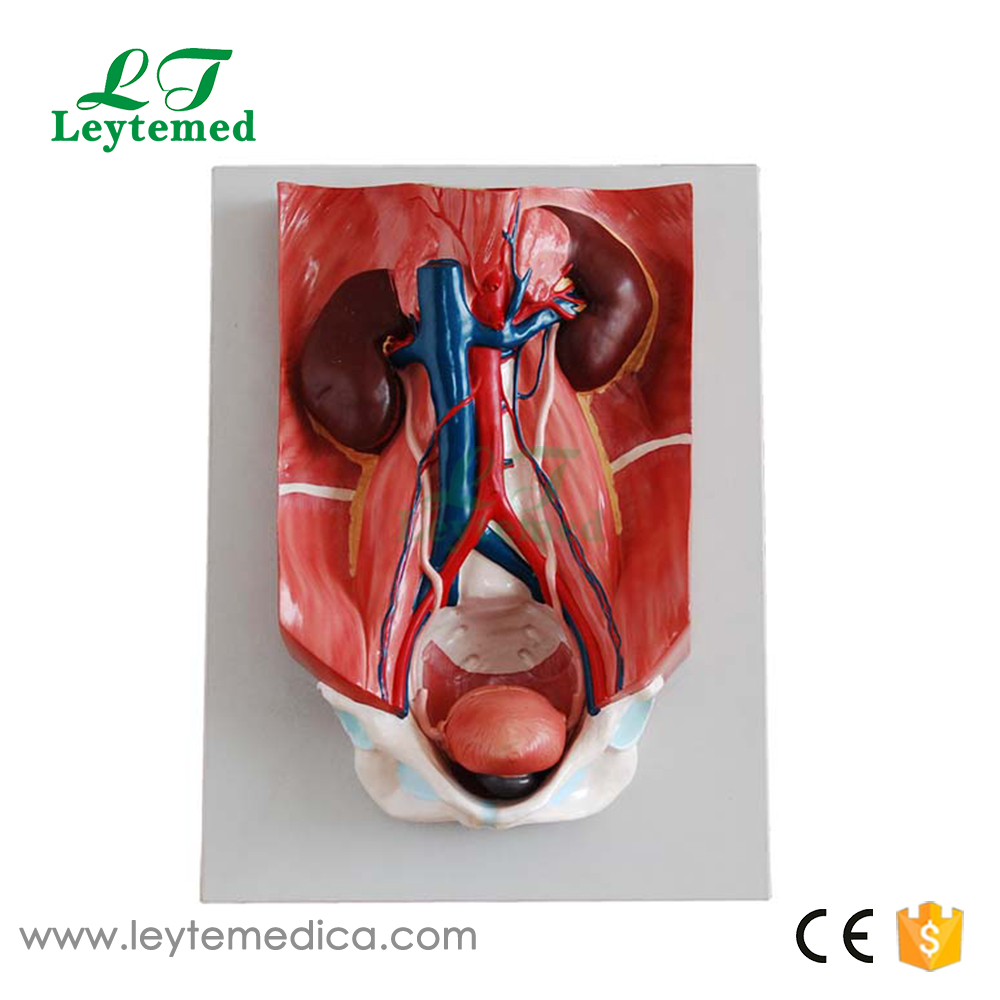 LTM328 Urinary System Model