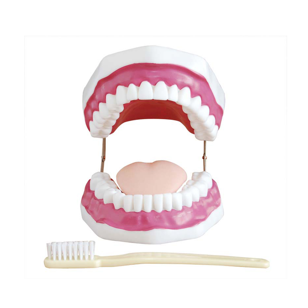 LTM403A Dental Care Model (28 Teeth)