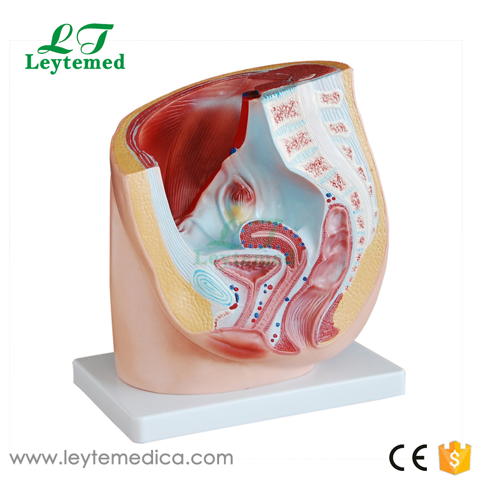 LTM327A Human Female Pelvis Section (1 part)