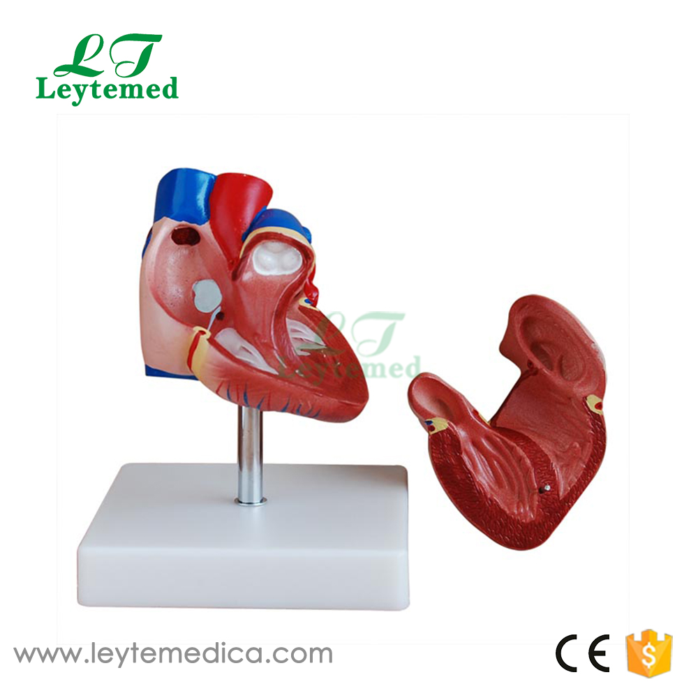 LTM307B New Style Life-Size Heart Model