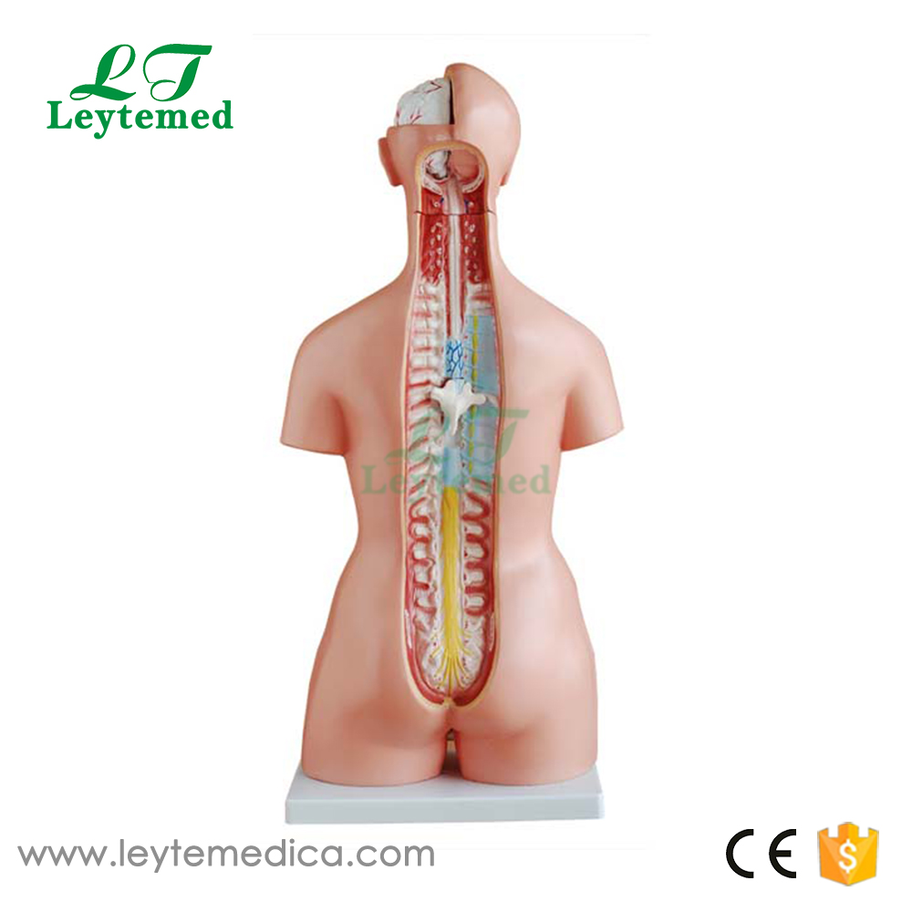 LTM204A 85CM Tri-sex Torso 21 Parts