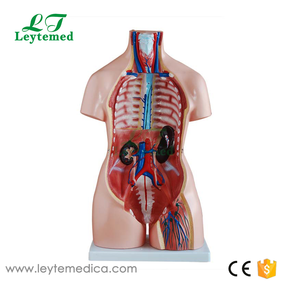 LTM208 85CM Unisex Torso 40 Parts