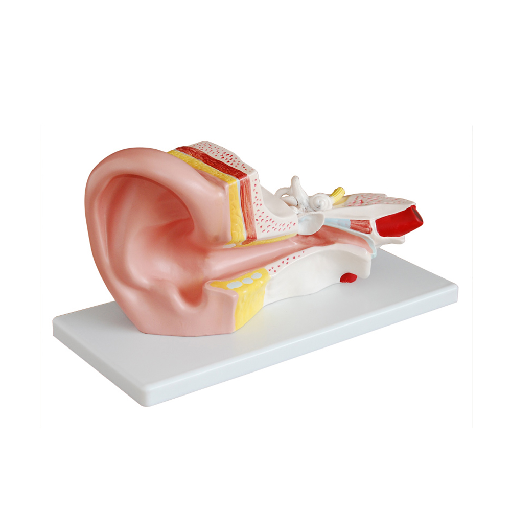 LTM303B Middle Ear Model