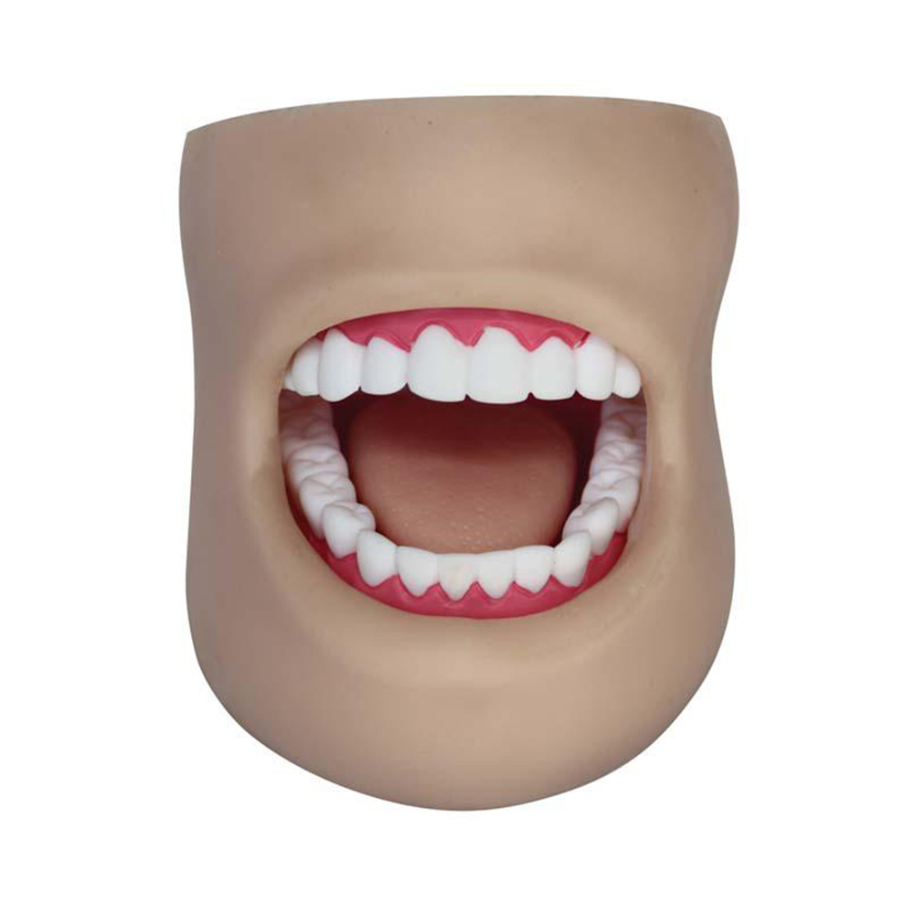 LTM403D Dental Care Model(With Cheek)