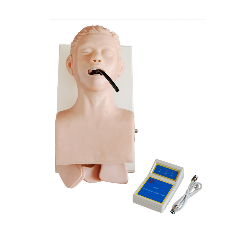 LTM407 Human Trachea Intubation Model