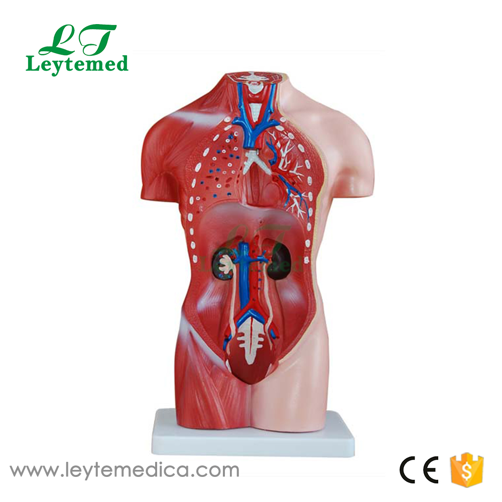 LTM202B  2CM Female Torso 15 Parts