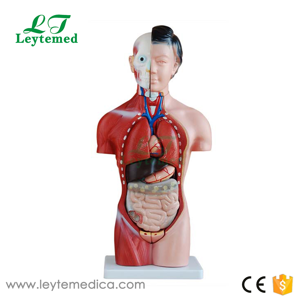 LTM202B  2CM Female Torso 15 Parts