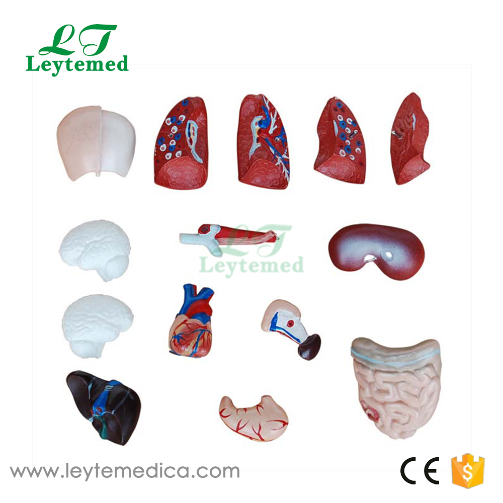 LTM203 26CM Torso 15 Parts