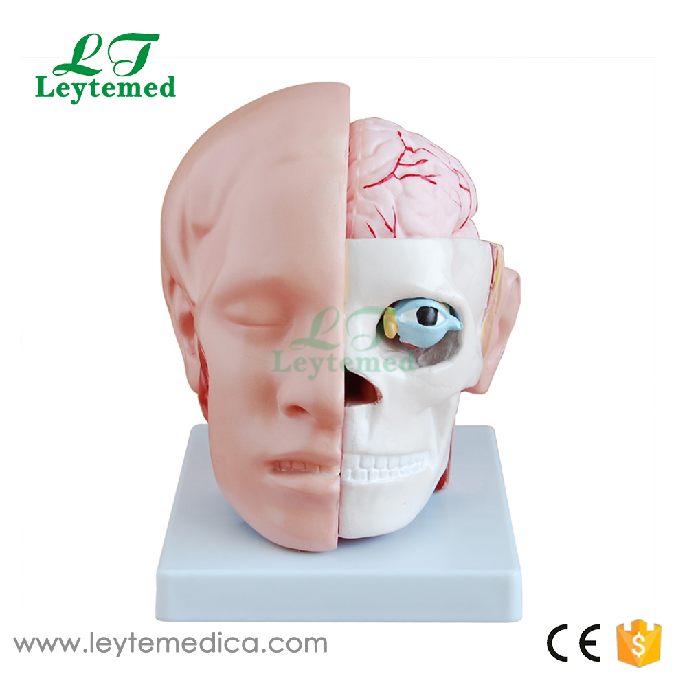 LTM318B Head with Brain