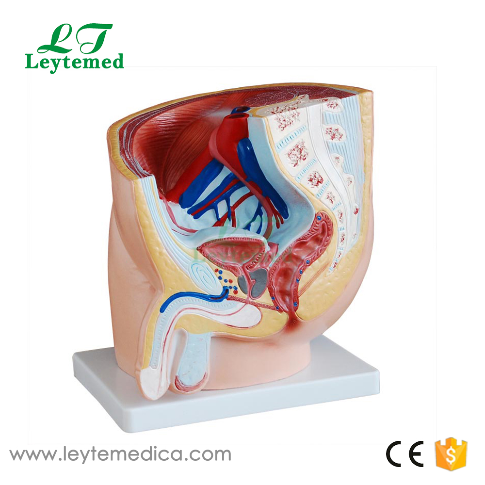 LTM326A Human Male Pelvis Section (1 Part)