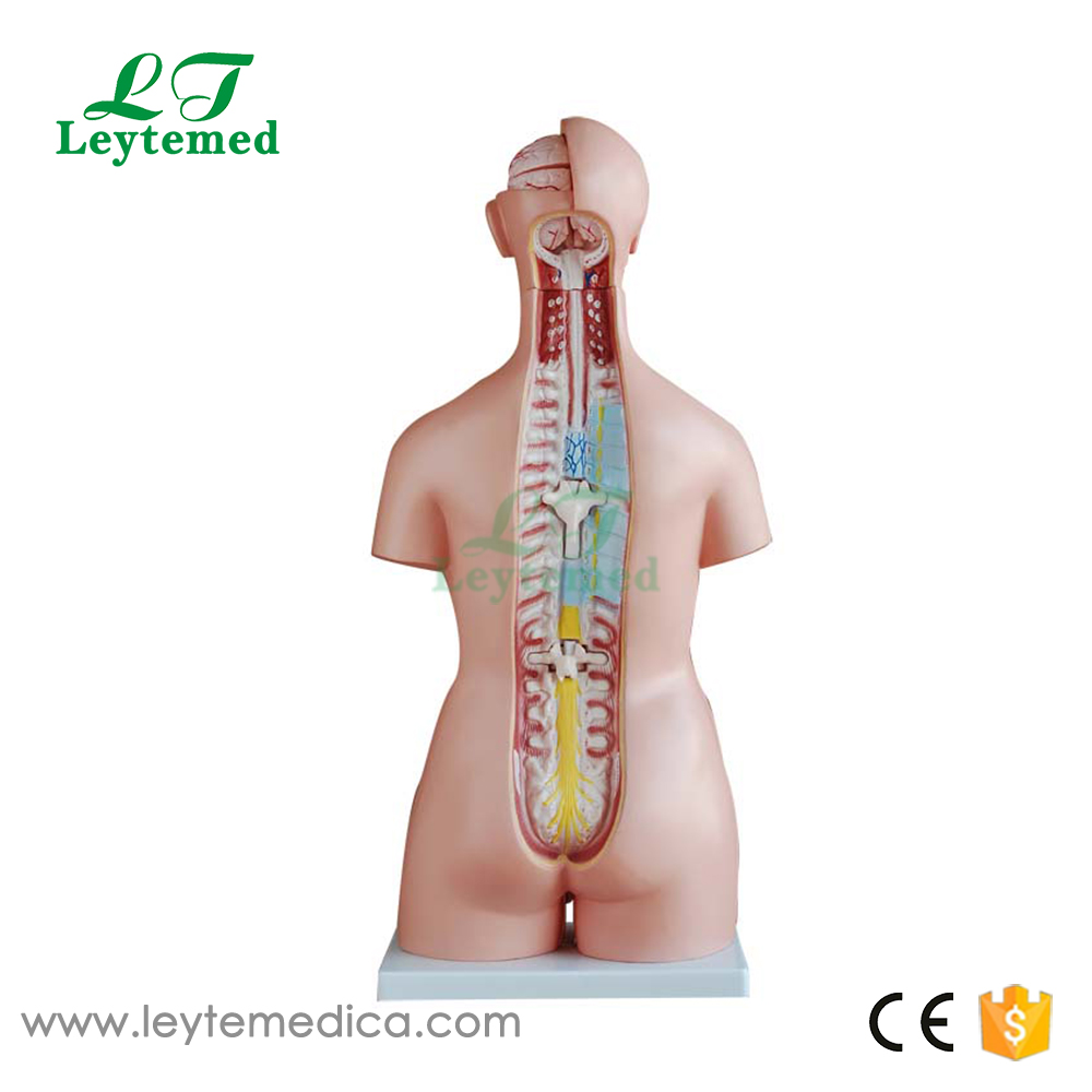 LTM208 85CM Unisex Torso 40 Parts