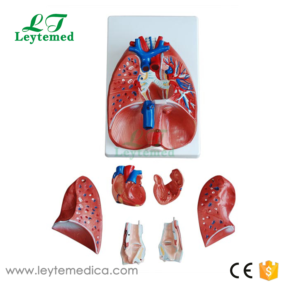 LTM320  Larynx, Heart and Lung Model