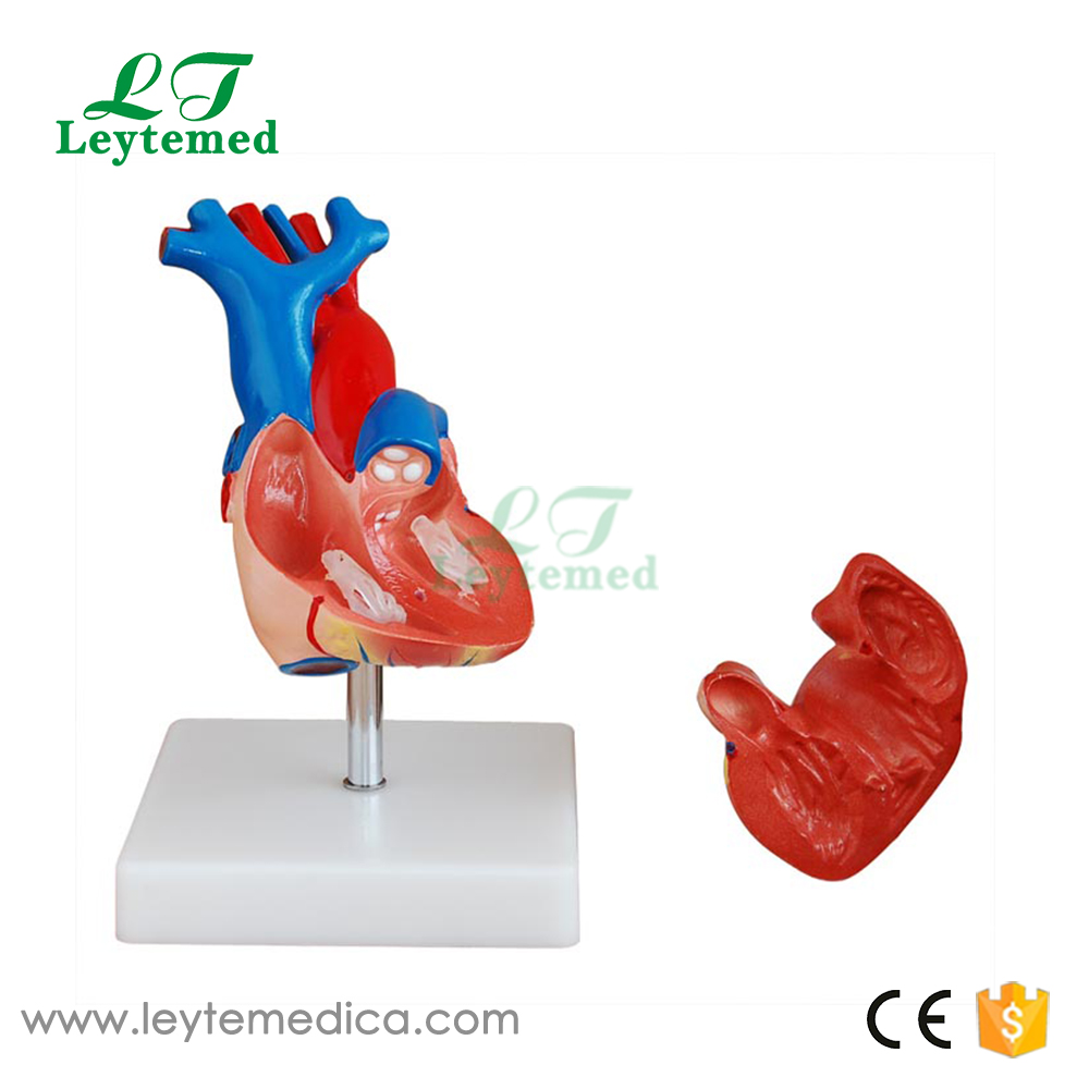 LTM307A Life-Size Heart Model