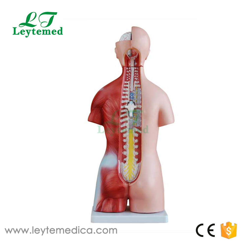 LTM205  45CM Unisex Torso 23 Parts