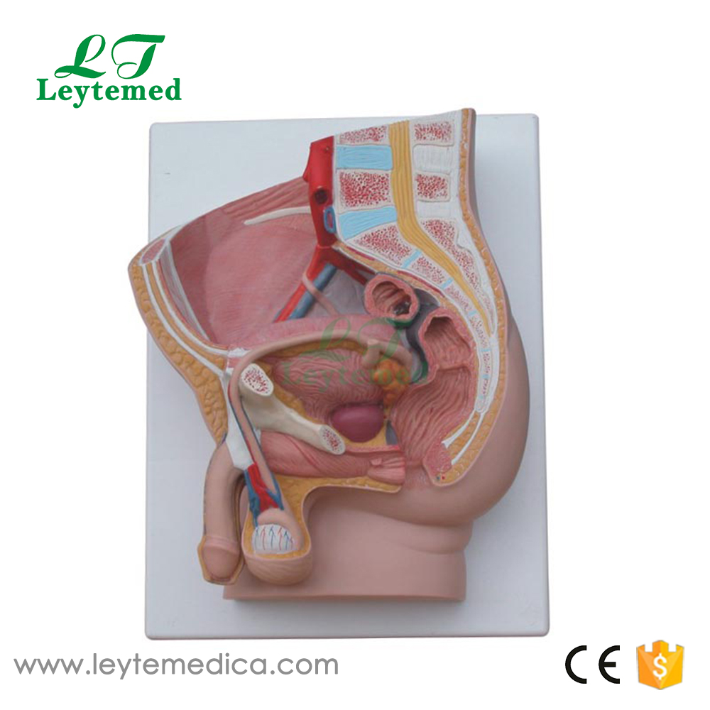 LTM326B Human Male Pelvis Section (2 Parts)