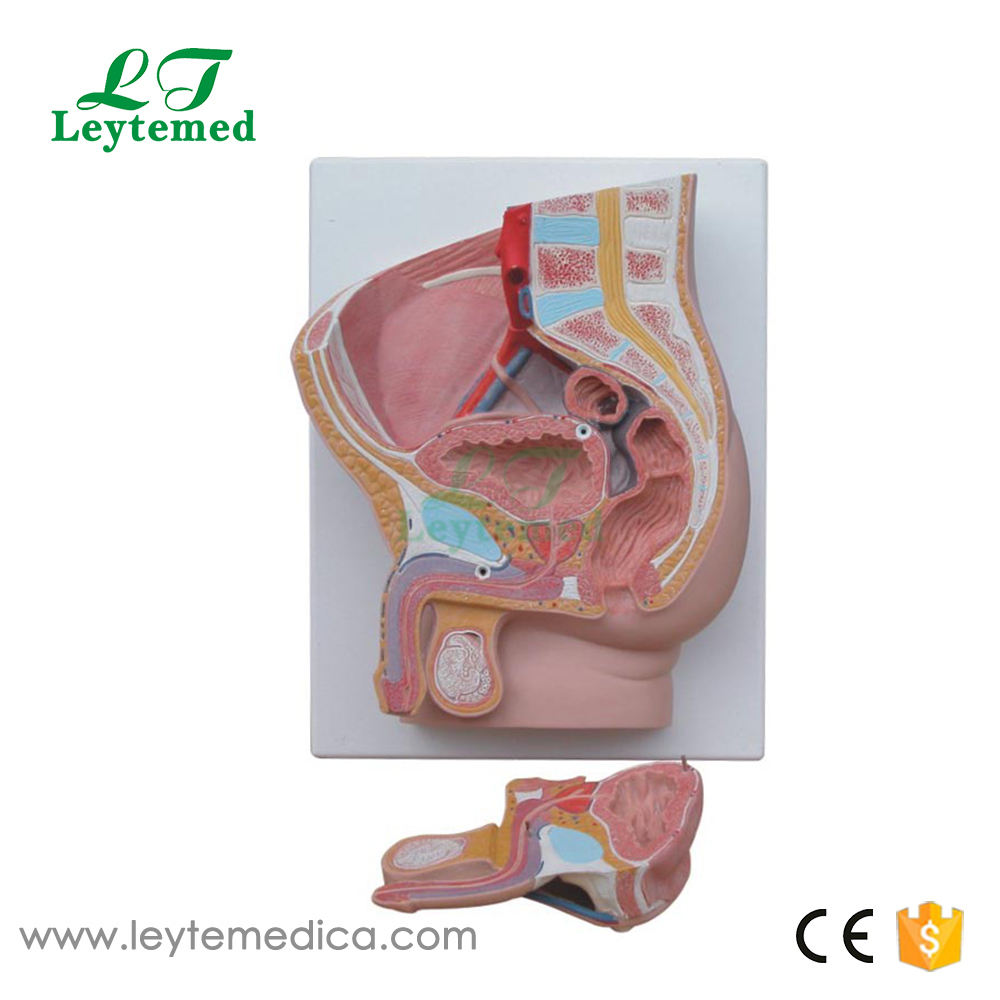 LTM326B Human Male Pelvis Section (2 Parts)