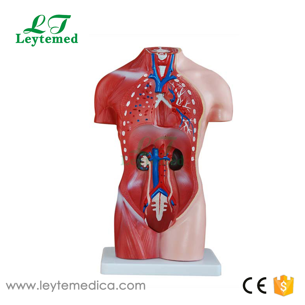 LTM202A  42CM Male Torso 13 Parts