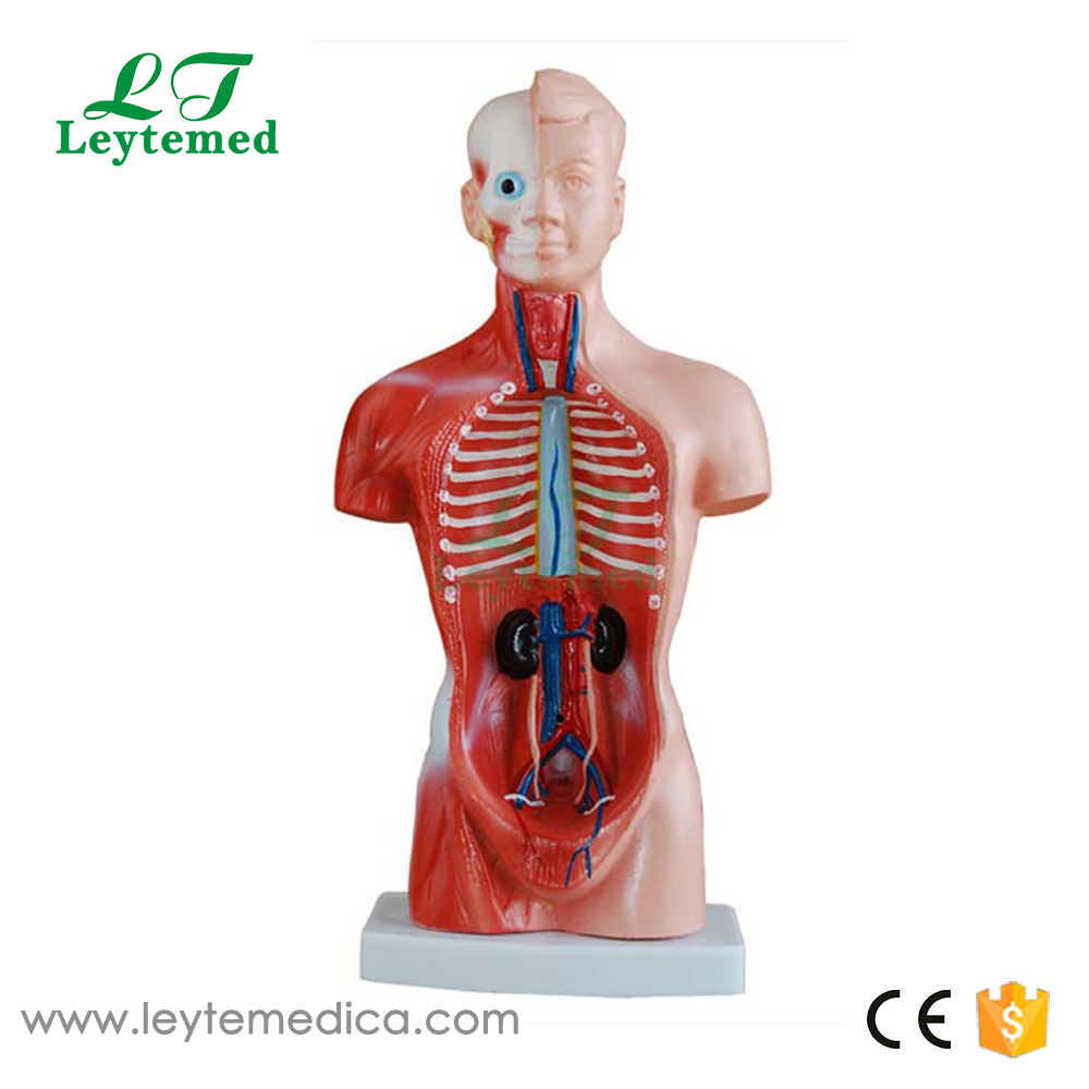 LTM203 26CM Torso 15 Parts