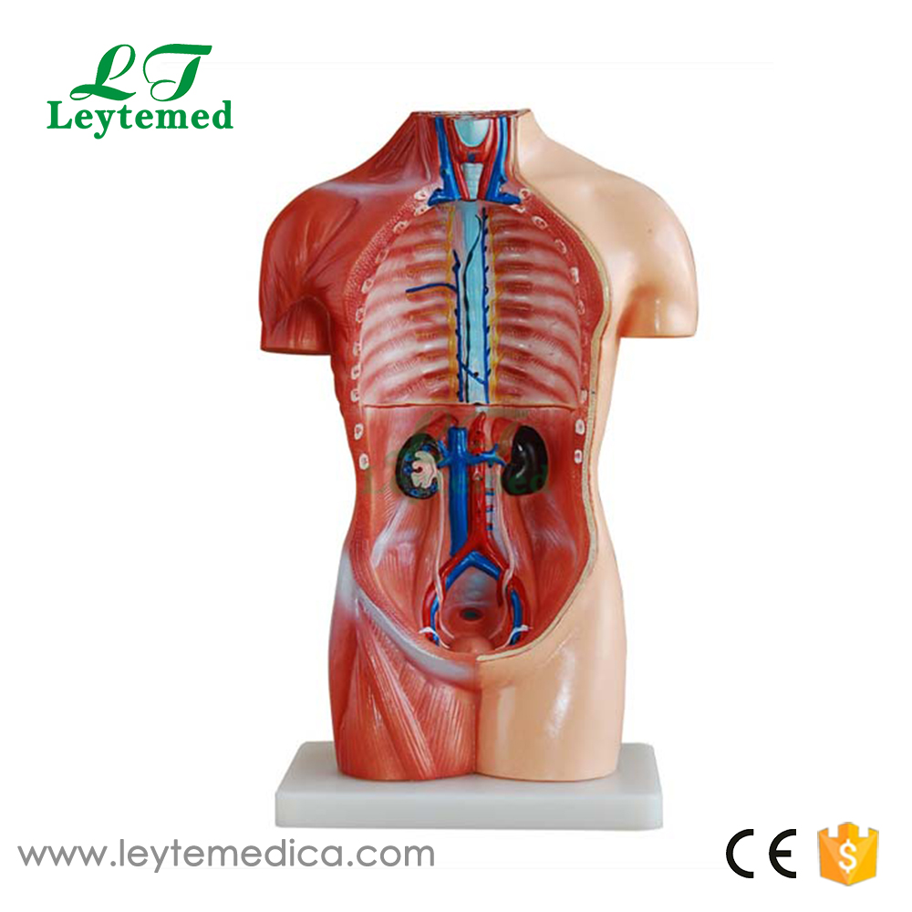 LTM207 42CM Sexless Torso 18 Parts