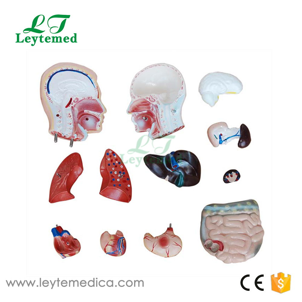 LTM202A  42CM Male Torso 13 Parts