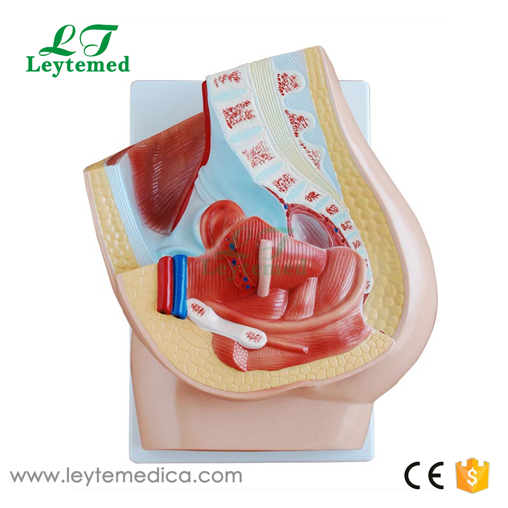 LTM327C Human Female Pelvis Section (2 Parts)