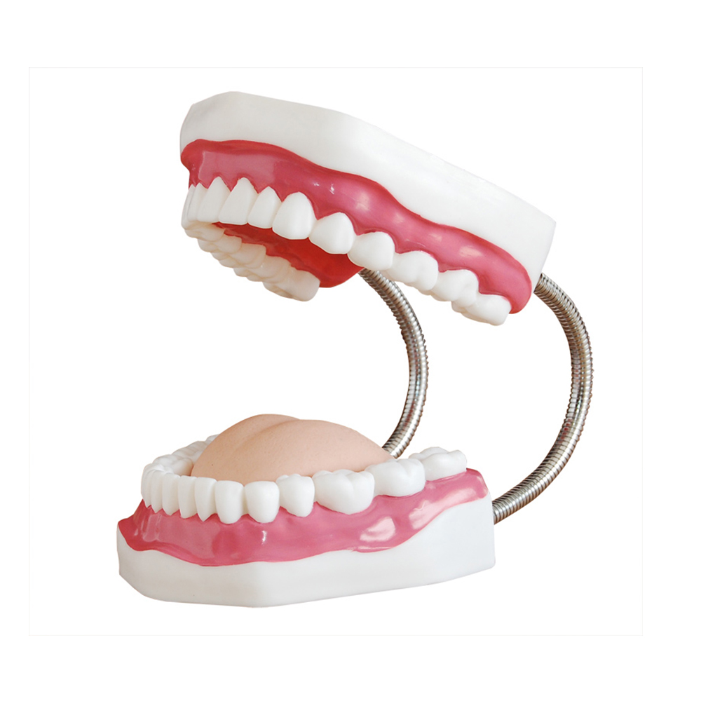 LTM403B Dental Care Model (32 Teeth)
