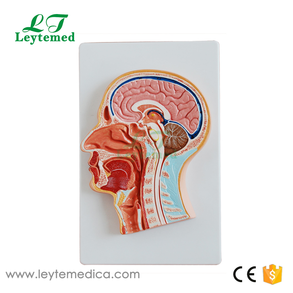 LTM319  Median Section of the Head