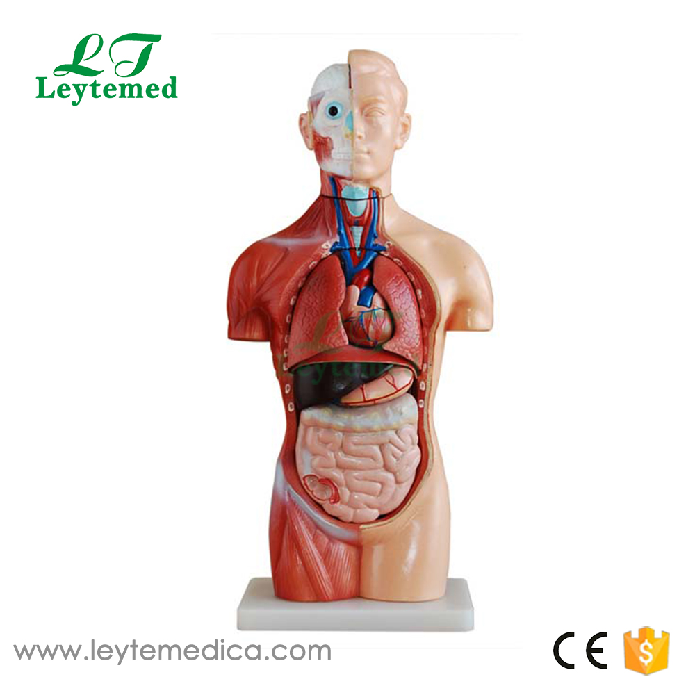 LTM207 42CM Sexless Torso 18 Parts