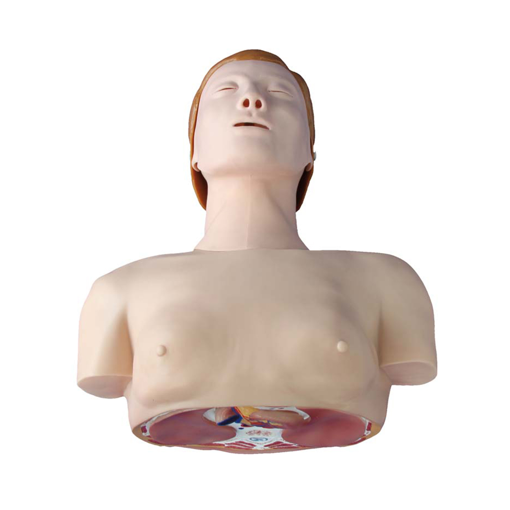 LTM404A Basic CPR Training Model (Half Body)