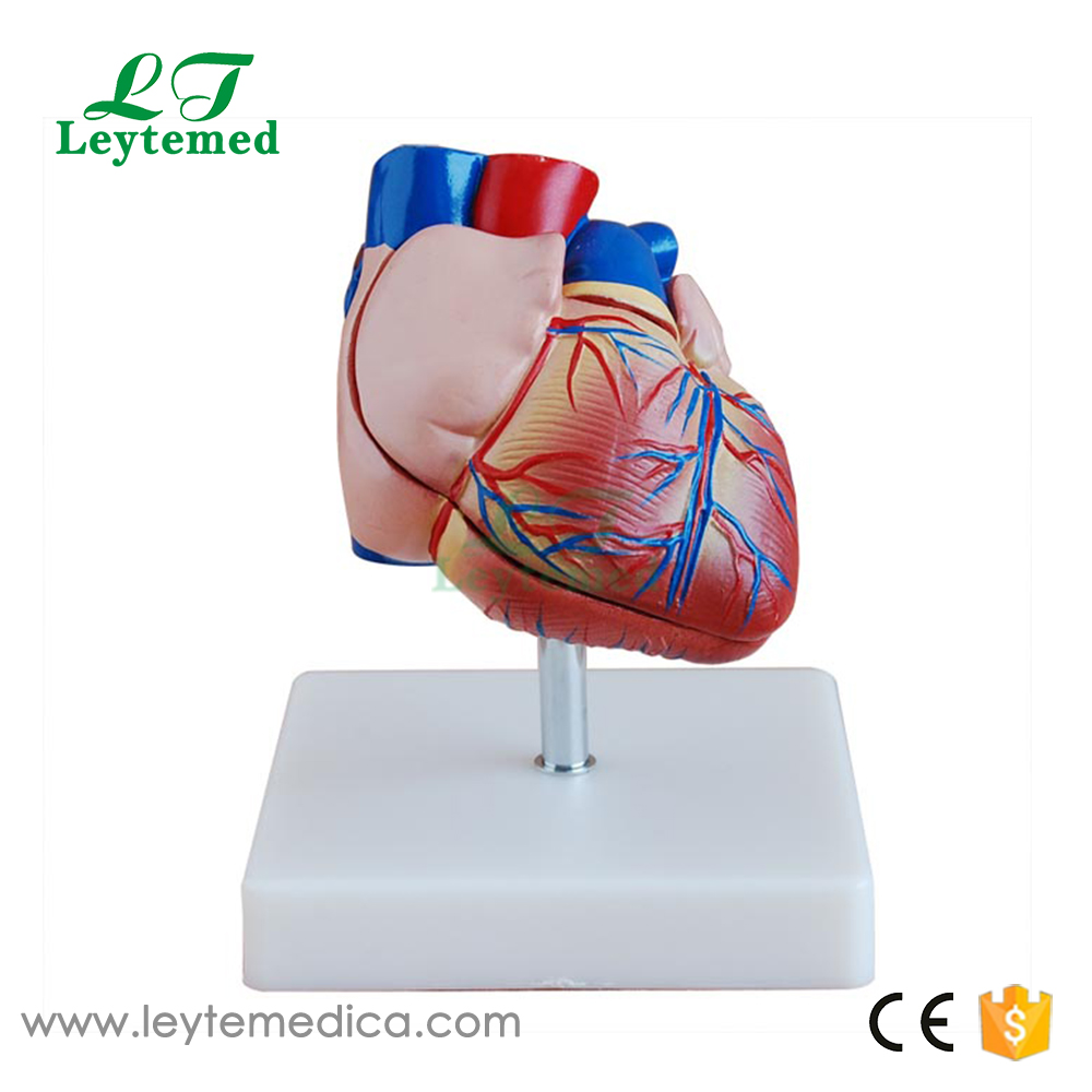 LTM307B New Style Life-Size Heart Model