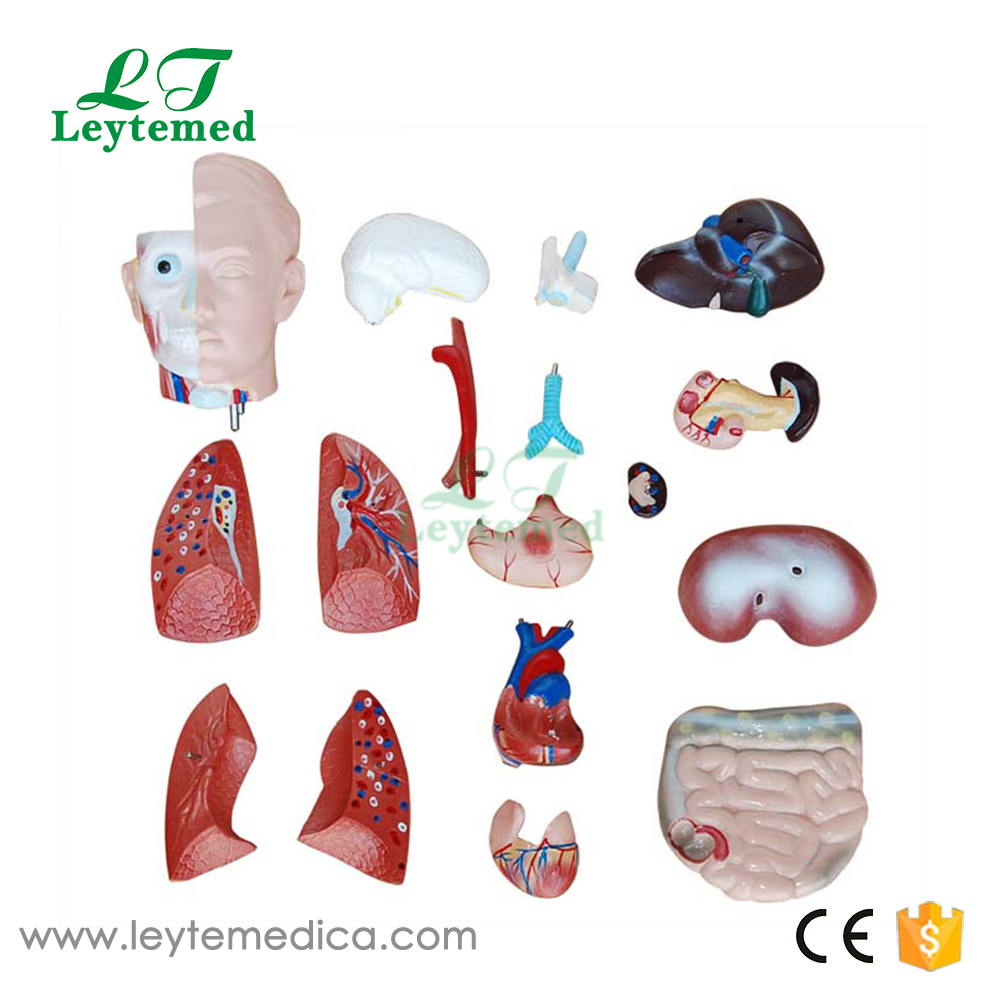 LTM207 42CM Sexless Torso 18 Parts