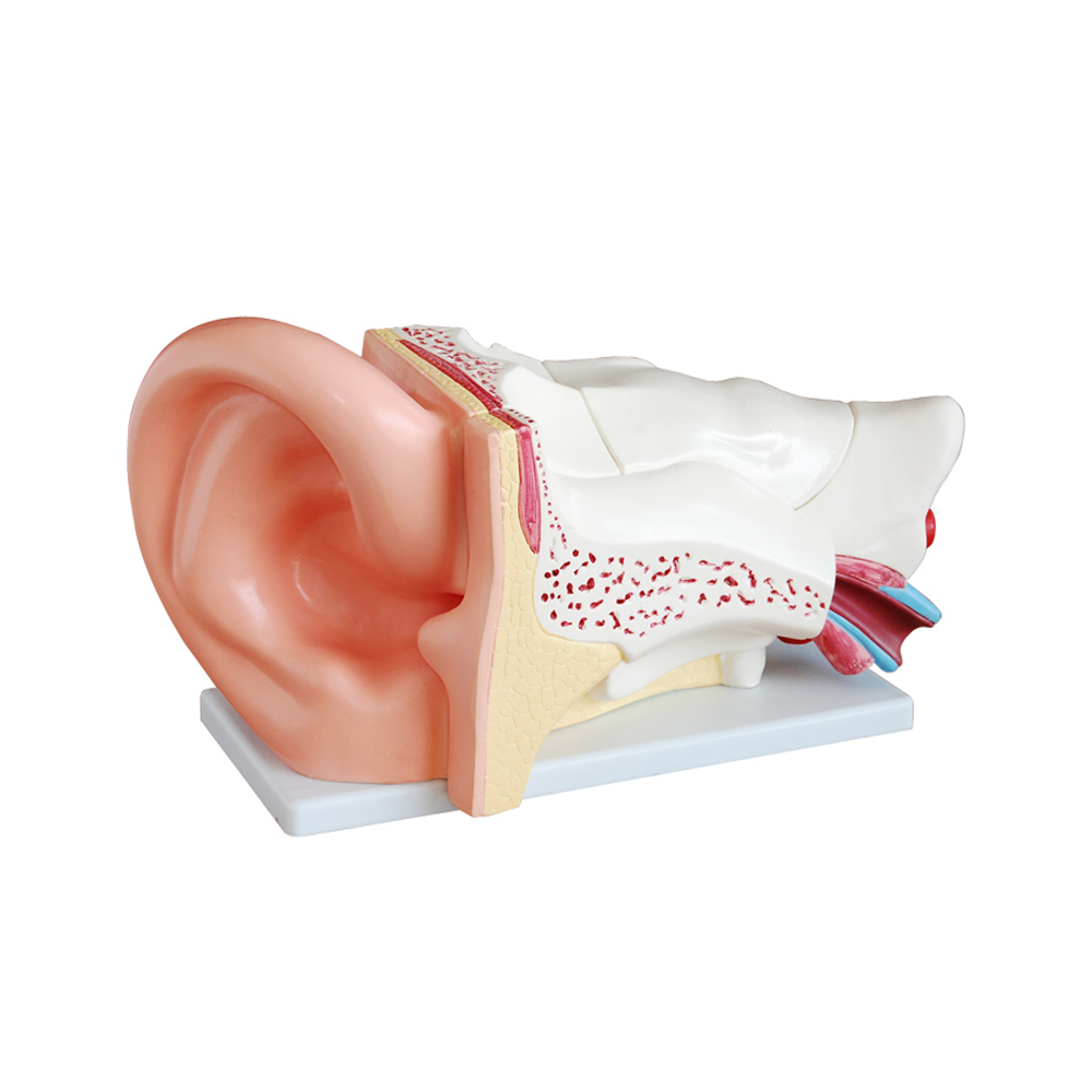 LTM303C New Style Giant Ear Model