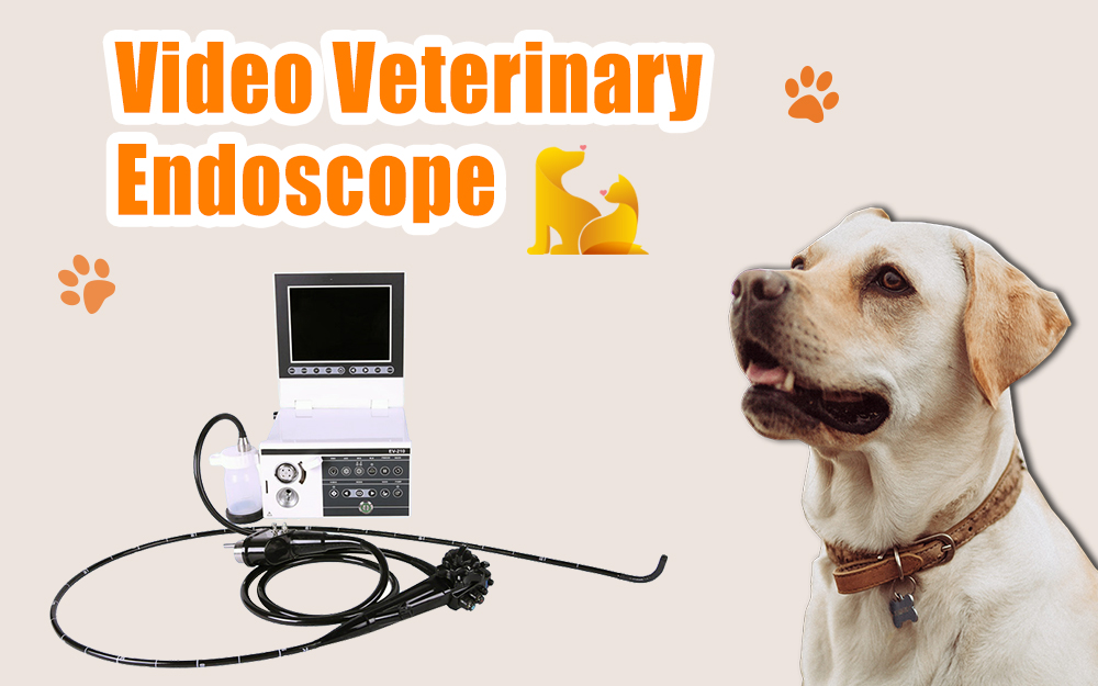 VideoVeterinary Endoscope On Sale